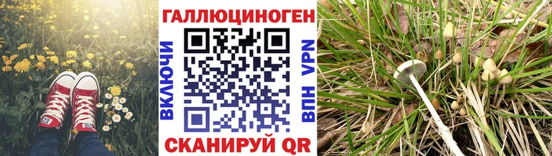 Галлюциногенные грибы мицелий  KRAKEN вход  Верещагино 